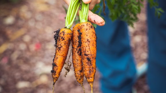 Curso Agroecología, Soberanía Alimentaria y Cooperación al Desarrollo Rural.