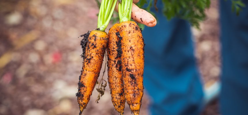 Curso Agroecología, Soberanía Alimentaria y Cooperación al Desarrollo Rural.
